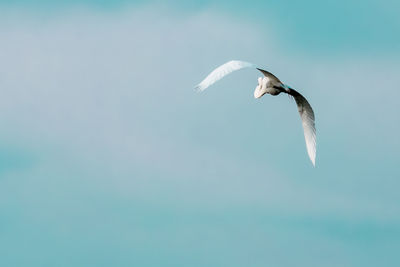 Seagull flying in the sky