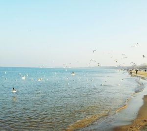 Birds flying over sea against clear sky