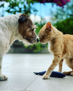 Side view of two cats