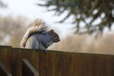 Low angle view of squirrel on wood