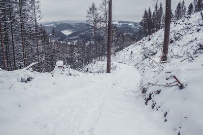 Scenic view of snow covered field