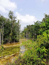 Trees growing in forest against sky