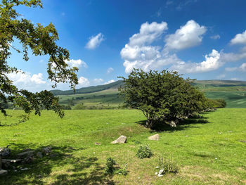 Rural landscape, with extensive fields, meadows, ditches and trees,  near, skipton, yorkshire, uk