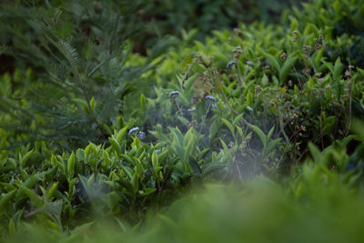 Close-up of plants growing on field