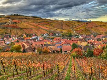 Scenic view of vineyard against sky