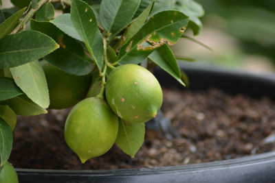 Close-up of apple growing on tree