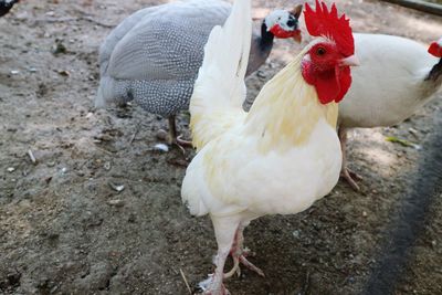 Close-up of rooster in farm