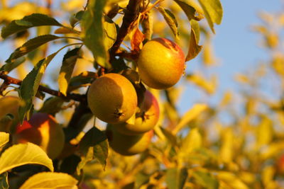 Close-up of fruits growing on tree