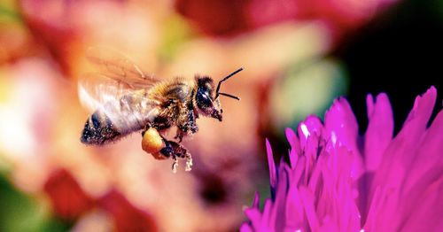 Close-up of bee pollinating on purple flower