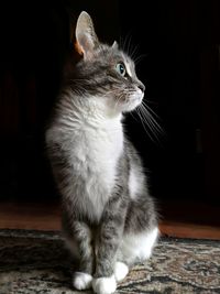 Close-up of cat looking up