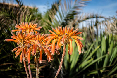 Close-up of orange flowering plants on field