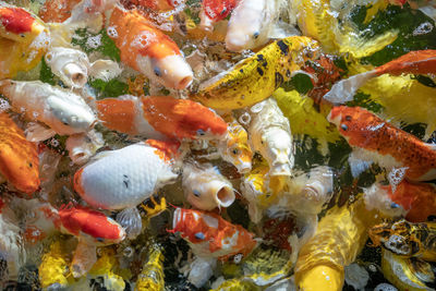 Close-up of fish swimming in sea