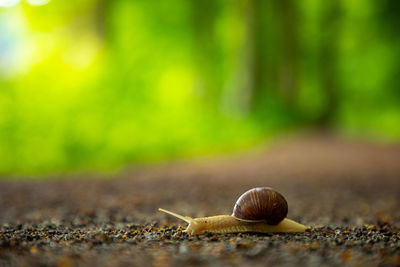 Close-up of snail on land