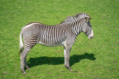 Zebra standing on grassy field