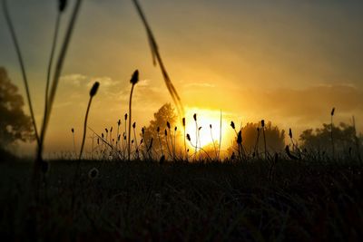 Close-up of plants growing on field at sunset