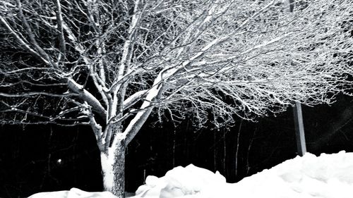 Snow covered trees on landscape