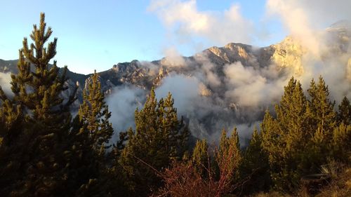 Panoramic view of trees and mountains against sky