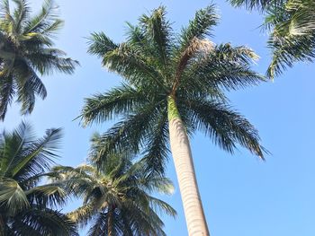 Low angle view of palm trees against clear sky