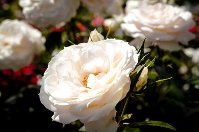 Close-up of white rose