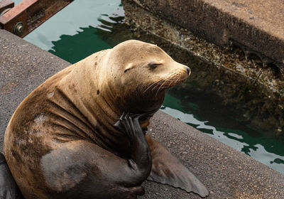 High angle view of sea lion