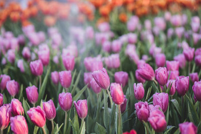 Close-up of pink flowering plants on field