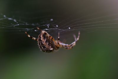 Close-up of spider on web