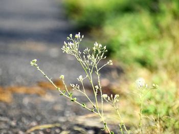 Close-up of flowering plant on land