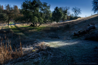 Trees on field