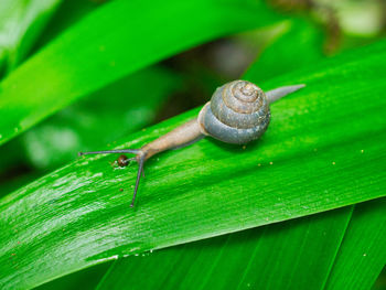 Close-up of snail on leaves