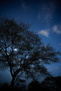 Low angle view of silhouette tree against sky