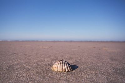 Close-up of shell on beach against the sky