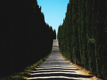 Footpath amidst trees against clear sky