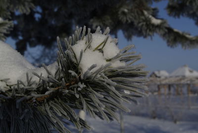 Close-up of snow on plant during winter