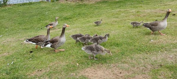 High angle view of birds on grassy field