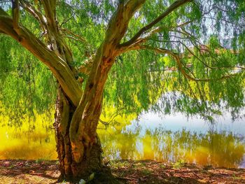 Tree by lake in forest
