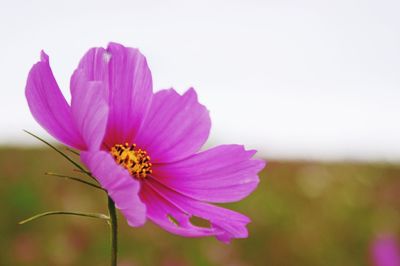 Close-up of purple cosmos flower blooming outdoors