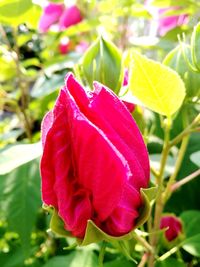 Close-up of red flower