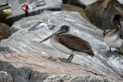 Bird perching on rock