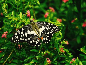 Close-up of butterfly perching on plant