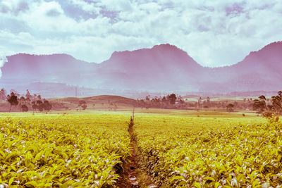 Scenic view of field against sky