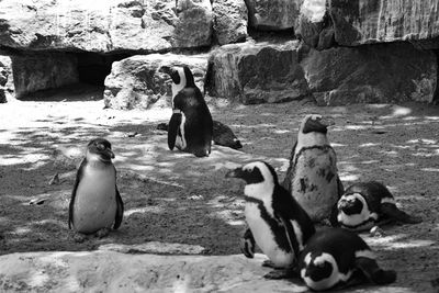 Penguins relaxing on field