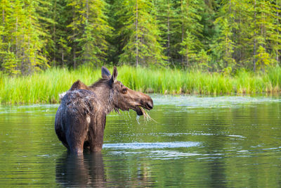 Elephant in a lake