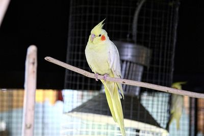 Close-up of parrot perching in cage