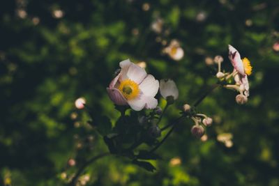 Close-up of white flowering plant