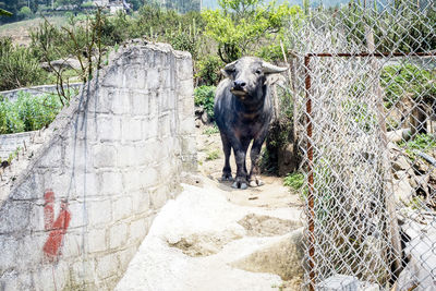 View of dog in zoo