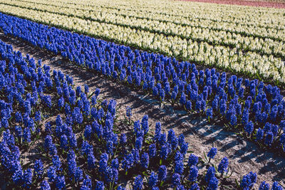 Full frame shot of flowering plants on field