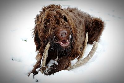 Close-up of dog on snowy field