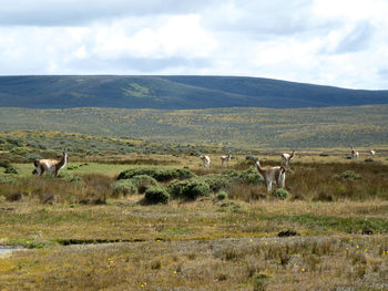Flock of guanacos / llamas on the pampas