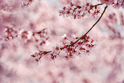 Close-up of cherry blossoms in spring