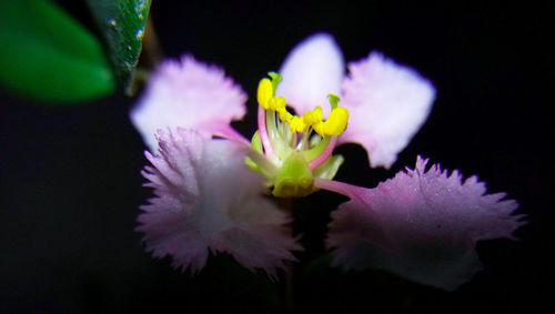 Close-up of yellow flowers blooming outdoors